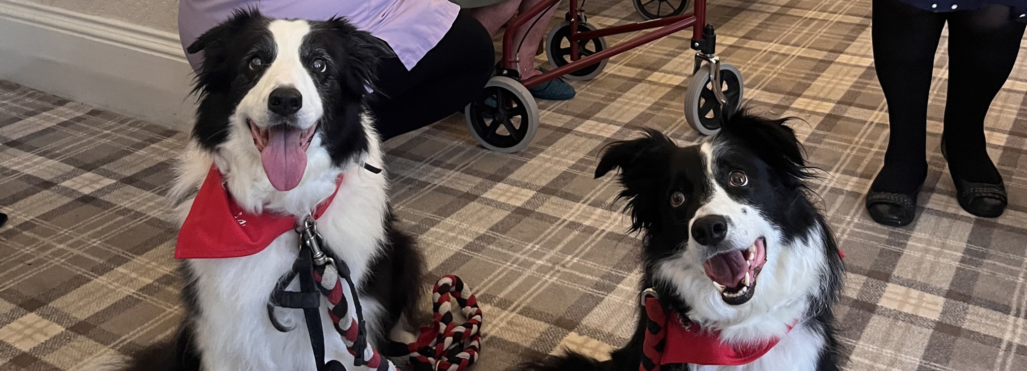 Visiting dogs as part of the Pet Pals animal therapy programme